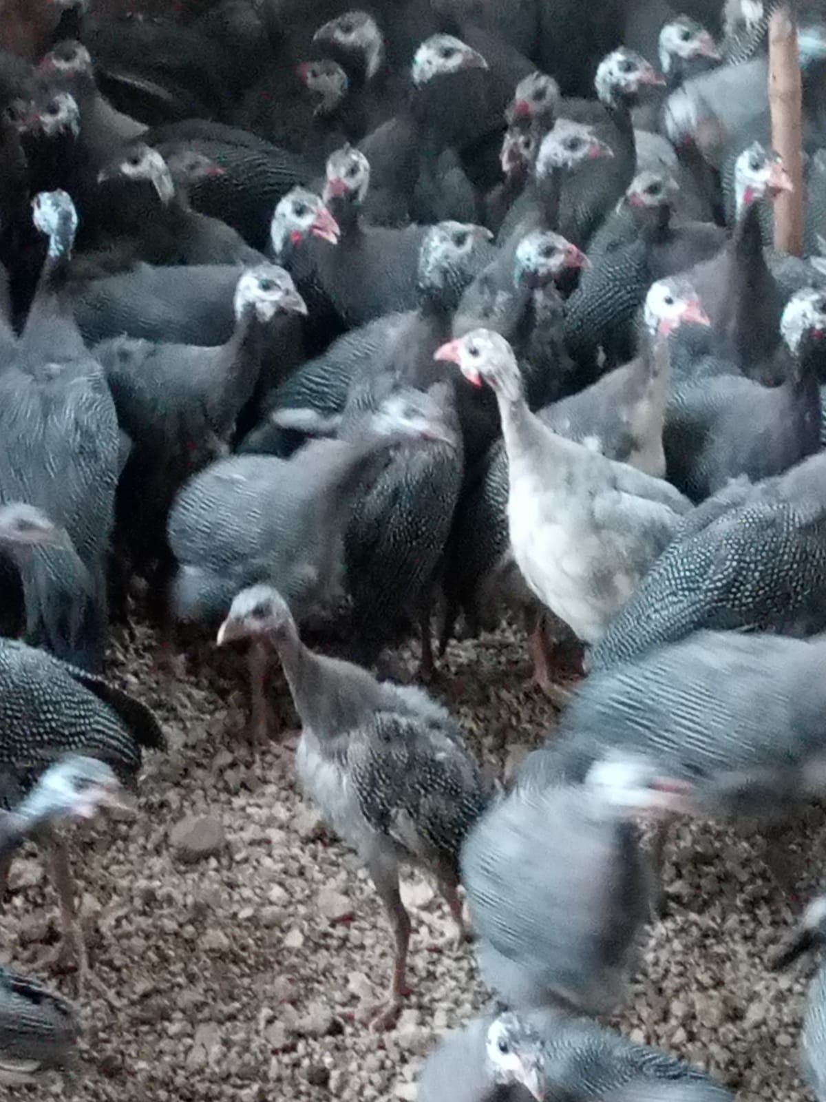 Guinea fowls