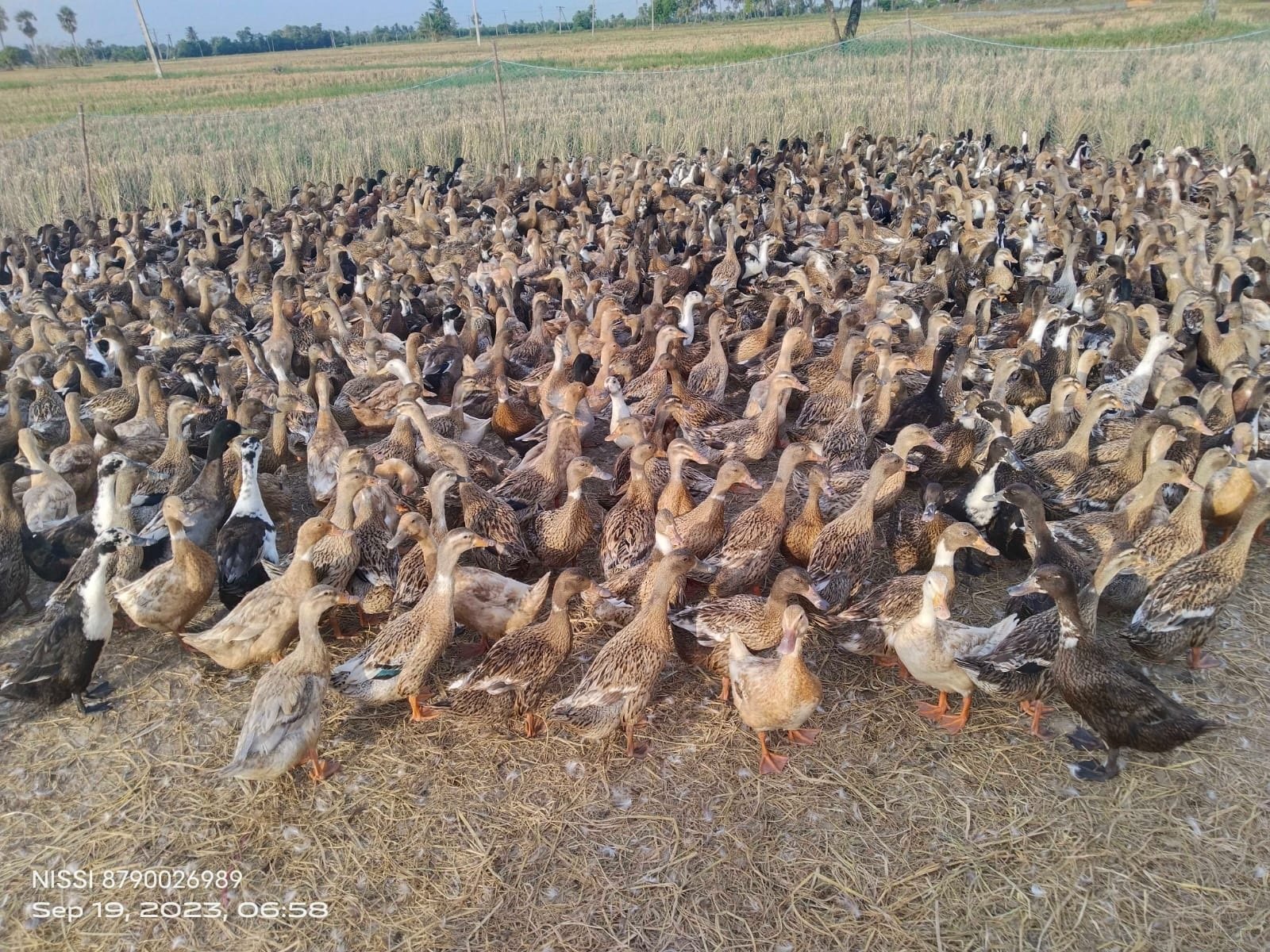 Indian runner ducklings